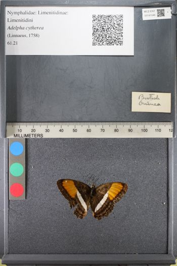 Media type: image;   Entomology 141046